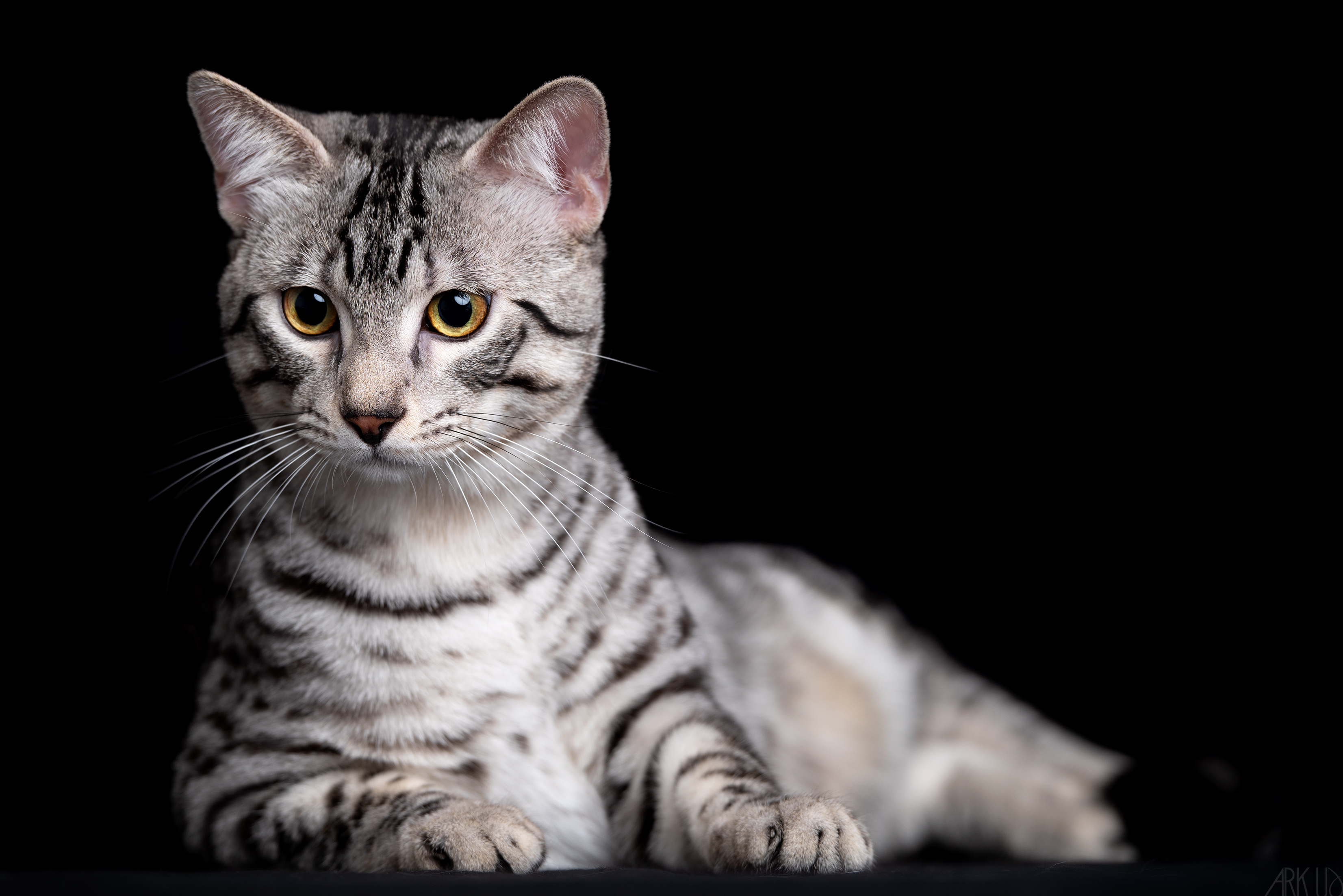 GICH. FIREPAW HAL DROGO